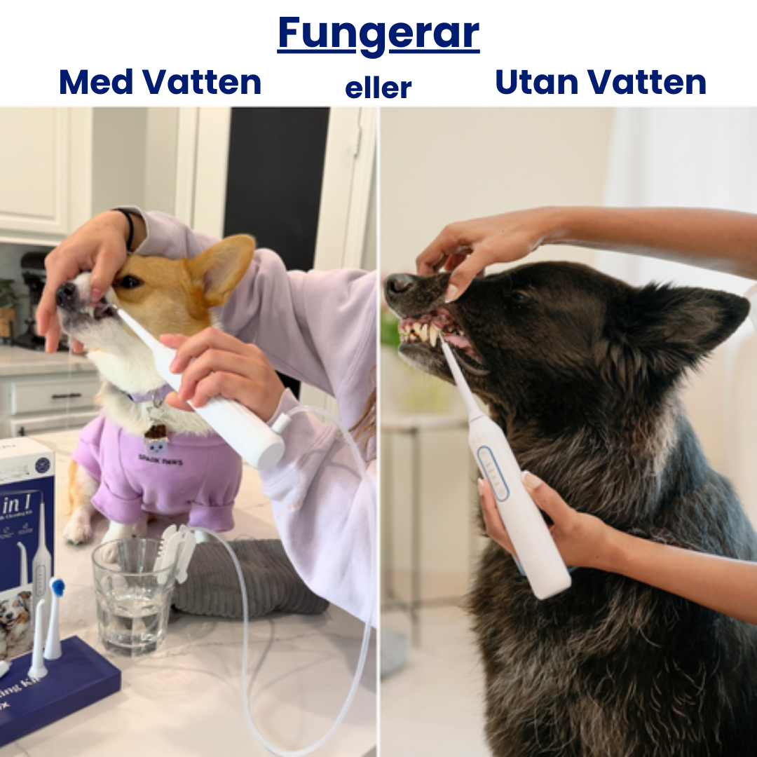 FreshFang™ - Förbättra din pälsklings tandhälsa hemifrån