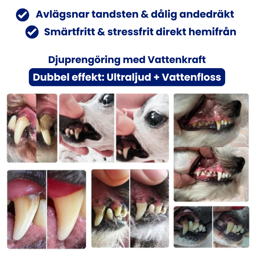 FreshFang™ - Förbättra din pälsklings tandhälsa hemifrån